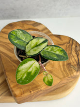 Load image into Gallery viewer, Hoya Mathilde Variegated