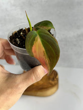 Load image into Gallery viewer, Philodendron Micans Variegated