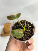 Load image into Gallery viewer, Philodendron Micans Variegated