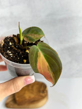 Load image into Gallery viewer, Philodendron Micans Variegated