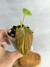 Load image into Gallery viewer, Philodendron Micans Variegated