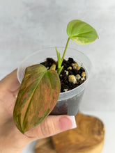 Load image into Gallery viewer, Philodendron Micans Variegated