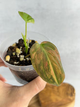 Load image into Gallery viewer, Philodendron Micans Variegated