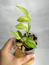 Load image into Gallery viewer, Scindapsus Hederaceus Blue Aurea