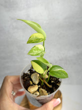 Load image into Gallery viewer, Scindapsus Hederaceus Blue Aurea