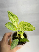 Load image into Gallery viewer, Begonia Peppermint Pellionia Repens