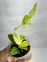 Load image into Gallery viewer, Begonia Peppermint Pellionia Repens