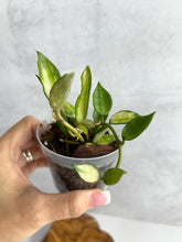 Load image into Gallery viewer, Hoya Lacunosa Inner Variegated