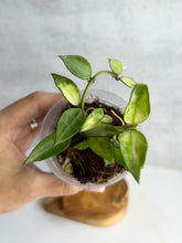 Load image into Gallery viewer, Hoya Lacunosa Inner Variegated