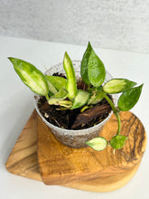 Load image into Gallery viewer, Hoya Lacunosa Inner Variegated