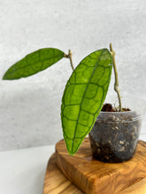 Load image into Gallery viewer, Hoya Finlaysonii 'Long Leaf'