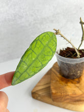 Load image into Gallery viewer, Hoya Finlaysonii 'Long Leaf'
