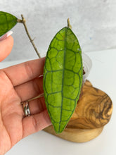 Load image into Gallery viewer, Hoya Finlaysonii 'Long Leaf'