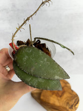 Load image into Gallery viewer, Hoya Caudata 'Sumatra'