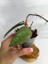 Load image into Gallery viewer, Hoya Caudata 'Sumatra'