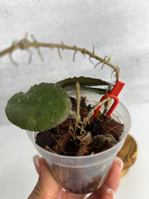 Load image into Gallery viewer, Hoya Caudata 'Sumatra'