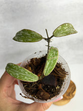 Load image into Gallery viewer, Hoya Sigillatis Albomarginata