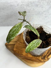 Load image into Gallery viewer, Hoya Sigillatis Albomarginata