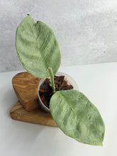 Load image into Gallery viewer, Hoya Coriacea 'Silver'