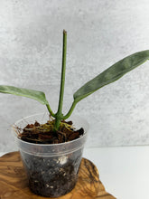 Load image into Gallery viewer, Hoya Coriacea 'Silver'