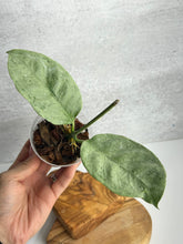 Load image into Gallery viewer, Hoya Coriacea 'Silver'