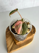 Load image into Gallery viewer, Philodendron Pink Micans Variegated