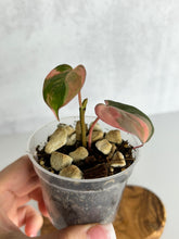 Load image into Gallery viewer, Philodendron Pink Micans Variegated