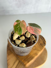 Load image into Gallery viewer, Philodendron Pink Micans Variegated