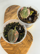 Load image into Gallery viewer, Philodendron Pink Micans Variegated starter