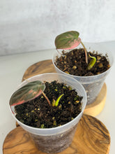 Load image into Gallery viewer, Philodendron Pink Micans Variegated starter