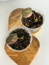 Load image into Gallery viewer, Philodendron Pink Micans Variegated starter