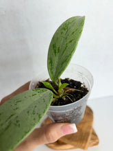 Load image into Gallery viewer, Hoya Pubicalyx 'Pink Silver Ghost'