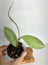 Load image into Gallery viewer, Hoya Pubicalyx 'Pink Silver Ghost'