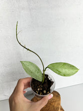 Load image into Gallery viewer, Hoya Pubicalyx 'Pink Silver Ghost'