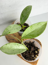 Load image into Gallery viewer, Hoya Pubicalyx 'Pink Silver Ghost'