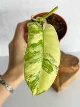 Load image into Gallery viewer, Philodendron Florida Beauty x Paraiso Verde Hybrid