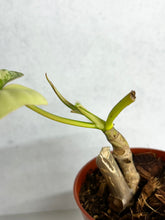 Load image into Gallery viewer, Philodendron Florida Beauty x Paraiso Verde Hybrid