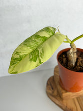 Load image into Gallery viewer, Philodendron Florida Beauty x Paraiso Verde Hybrid