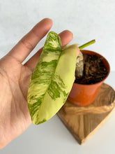 Load image into Gallery viewer, Philodendron Florida Beauty x Paraiso Verde Hybrid