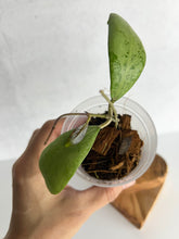Load image into Gallery viewer, Hoya Erythrostemma  Silver
