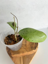 Load image into Gallery viewer, Hoya Erythrostemma  Silver