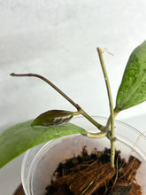 Load image into Gallery viewer, Hoya Erythrostemma  Silver