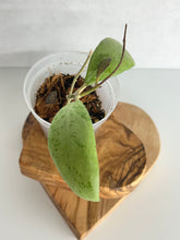 Load image into Gallery viewer, Hoya Erythrostemma  Silver