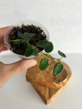 Load image into Gallery viewer, Hoya Pulleana