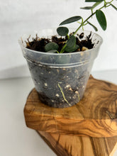 Load image into Gallery viewer, Hoya Pulleana