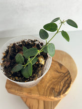 Load image into Gallery viewer, Hoya Pulleana