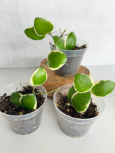 Load image into Gallery viewer, Hoya Incurvula Albo ‘Palta’
