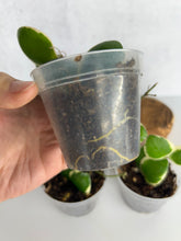 Load image into Gallery viewer, Hoya Incurvula Albo ‘Palta’