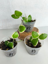 Load image into Gallery viewer, Hoya Incurvula Albo ‘Palta’