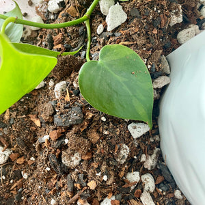 Ivy Plants Aroid Mix